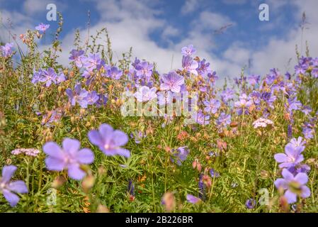 Wundervolle Blumenhintergrund mit leuchtend blauen Blumen aus Geranium (Geranium Pratense) Nahaufnahme im Sonnenlicht auf blauem Himmel und Wolken Stockfoto