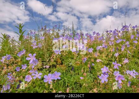 Wundervolle Blumenhintergrund mit leuchtend blauen Blumen aus Geranium (Geranium Pratense) Nahaufnahme im Sonnenlicht auf blauem Himmel und Wolken Stockfoto