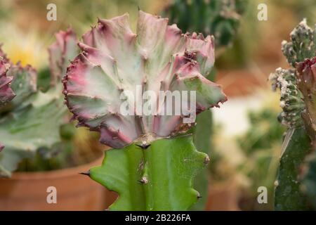 Foto der Euphorbia-Milchteepflanze im Blumentopf. Nahaufnahme. Fotografiert beim Blumenhändler. Stockfoto