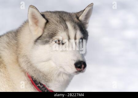 Portrait von süßen Hundeschlitten Rasse vor Wintersport-Meisterschaft Kamtschatka Kids Wettbewerbe Hundeschlitten Racing Dyulin Beringia. Halbinsel Kamtschatka Stockfoto
