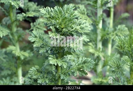 ASIATISCHES GEMÜSE, SHUNGIKU-ANBAU (Glebionis coronaria) Stockfoto