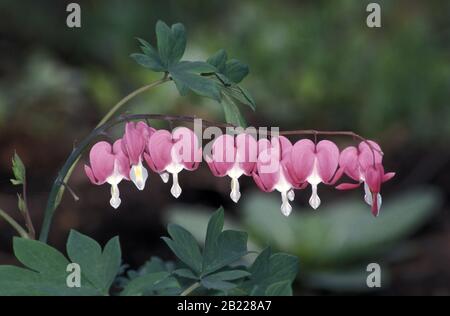 PINK DICENTRA SPECTABILIS, AUCH BEKANNT ALS BLUTENDES HERZ, ASIATISCHES BLUTENDES HERZ, LEIERBLUME ODER HERZBLUME. NEW SOUTH WALES, AUSTRALIEN. Stockfoto