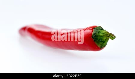 Rote Chilischote, Studienaufnahme Stockfoto