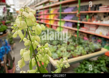 Nahaufnahme der Bryophyllum pinnatum Pflanze. Es hat eine grüne Farbe. Fotografiert auf dem Gartenmarkt. Stockfoto