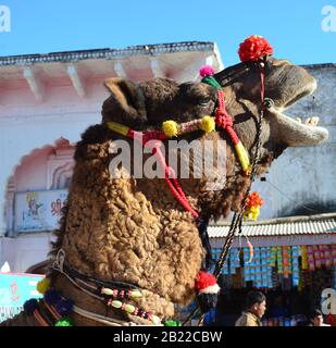 Dekoriertes Kamel in Puschkar, Ajmer, Rajasthan, Indien Stockfoto