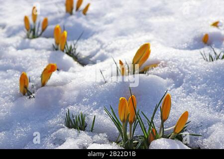 Gelb blühende Krokusse, die an einem sonnigen Tag im Schnee stehen Stockfoto