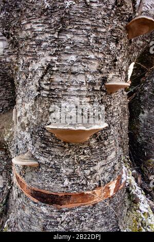 Schwarze Borstenhalterpilze (Phellinus nigricans), die auf dem Stamm einer toten Rotbirke wachsen (Betula occidentalis), Stockfoto