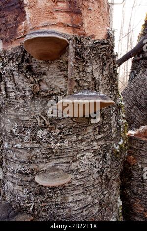 Schwarze Borstenhalterpilze (Phellinus nigricans), die auf dem Stamm einer toten Rotbirke wachsen (Betula occidentalis), Stockfoto