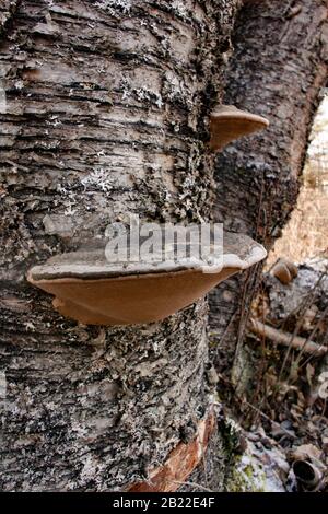 Schwarze Borstenhalterpilze (Phellinus nigricans), die auf dem Stamm einer toten Rotbirke wachsen (Betula occidentalis), Stockfoto