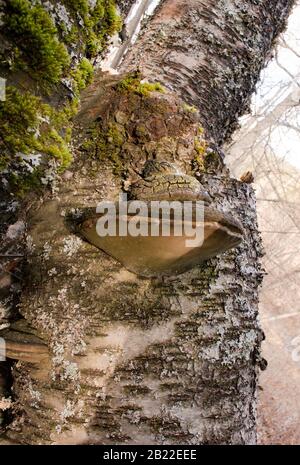 Schwarze Borstenhalterpilze (Phellinus nigricans), die auf dem Stamm einer toten Rotbirke wachsen (Betula occidentalis), Stockfoto