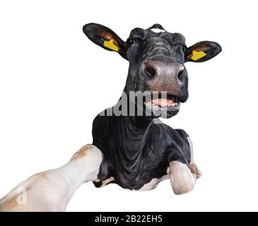 Lustige Kuh liegt isoliert auf weißem Hintergrund. Schwarz-weiße Kuh nah beieinander. Nutztier. Stockfoto