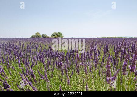 Lavendelfeld unter blauem Himmel in Valensole. Stockfoto