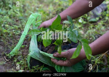 Junge Baum-Sämlinge bereit für die Bepflanzung während eines Gemeinde-Wiederaufforstung-Projekts in Cebu, Philippinen Stockfoto