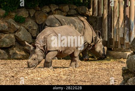 Junges Nashorn-Mädchen mit ihrer Mutter im Zoo pilsen Stockfoto