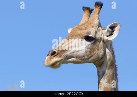 Südafrikanische Giraffe (Giraffa camelopardalis giraffa), Erwachsene, Tierporträt, Kgalagadi Transfrontier Park, Nordkaper, Südafrika, Afrika Stockfoto