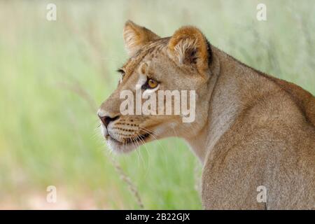 Löwin (Panthera leo), Erwachsene Frau, in hohem Gras stehend, Alert, Kgalagadi Transfrontier Park, Nordkaper, Südafrika, Afrika Stockfoto