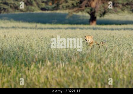 Gepard (Acinonyx jubatus), junger Erwachsener, der im hohen Gras steht, Alert, Kgalagadi Transfrontier Park, Nordkaper, Südafrika, Afrika Stockfoto