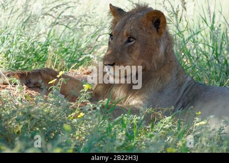 Lion (Panthera leo Vernayi), junger schwarzer männlicher Löwe, im hohen Gras liegend, Kgalagadi Transfrontier Park, Nordkaper, Südafrika, Afrika Stockfoto