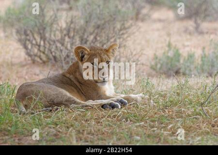 Lion (Panthera leo Vernayi), junger Mann, auf dem Gras liegend, beobachten, Kgalagadi Transfrontier Park, Nordkaper, Südafrika, Afrika Stockfoto