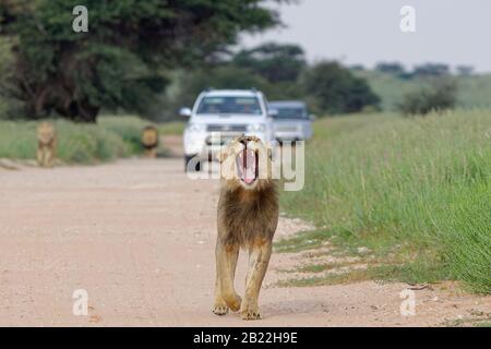 Schwarze Löwen (Panthera leo Vernayi), Erwachsene männliche Löwen, einer von ihnen gähnend, auf einer schmutzigen Straße spazieren, gefolgt von zwei Autos, Kgalagadi Transfront Stockfoto