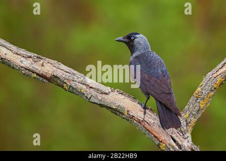 Eurasischer Jackdaw - Corvus monedula, schöner Perchvogel aus euroasischen Wald- und Waldgebieten, Hortobagy, Ungarn. Stockfoto