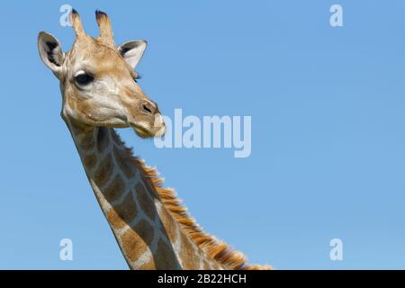 Südafrikanische Giraffe (Giraffa camelopardalis giraffa), Erwachsene, Tierporträt, Kgalagadi Transfrontier Park, Nordkaper, Südafrika, Afrika Stockfoto