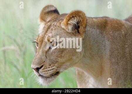 Löwin (Panthera leo), Erwachsene Frau, in hohem Gras stehend, Alert, Kgalagadi Transfrontier Park, Nordkaper, Südafrika, Afrika Stockfoto