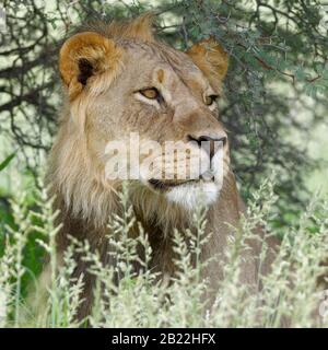 Löwe (Panthera leo), schwarzer männlicher Löwe, in hohem Gras sitzend, wachsam, Kgalagadi Transfrontier Park, Nordkaper, Südafrika, Afrika Stockfoto