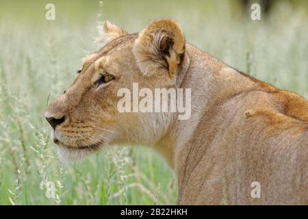 Löwin (Panthera leo), Erwachsene Frau, in hohem Gras stehend, Alert, Kgalagadi Transfrontier Park, Nordkaper, Südafrika, Afrika Stockfoto