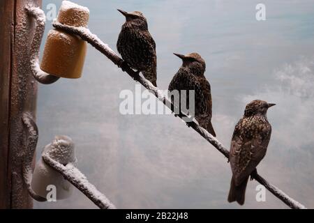 Winterszene von drei gemeinen Starlingen (Sturnus vulgaris) auf einem Telefonkabel. Diorama im Museum für Naturgeschichte in Neuchatel. Stockfoto