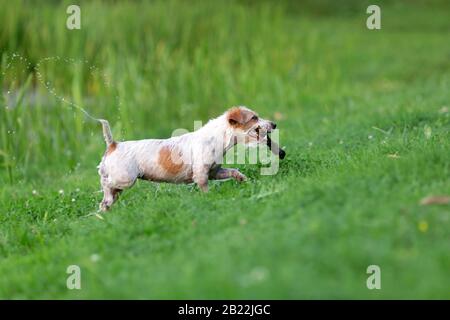 Wet Jack russel Terrier mit dem Stick spielen Stockfoto