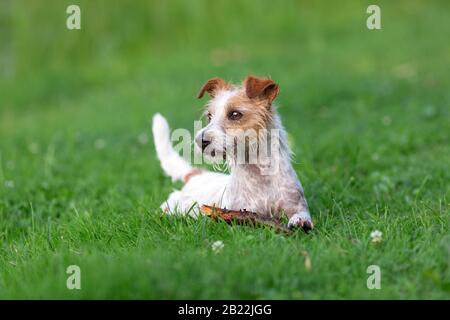 Wet Jack russel Terrier mit dem Stick spielen Stockfoto