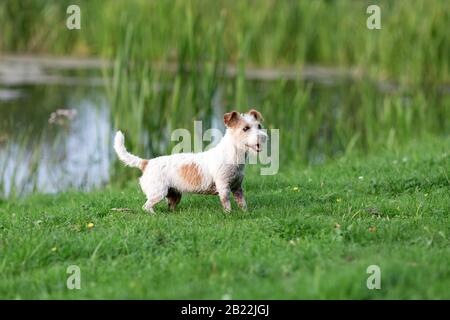 Porträt von Wet Jack russel Terrier im grünen Gras Stockfoto