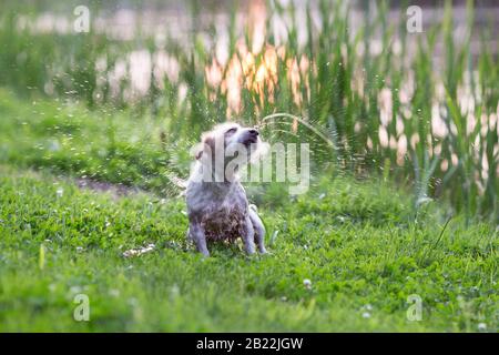 Nasser Jack russel Terrier schüttelt nach dem Schwimmen im See vom Wasser Stockfoto