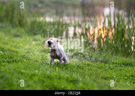 Nasser Jack russel Terrier schüttelt nach dem Schwimmen im See vom Wasser Stockfoto