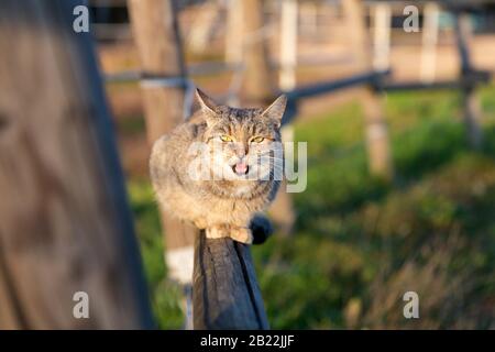 Süße Katze auf dem Holzzaun sitzend Stockfoto