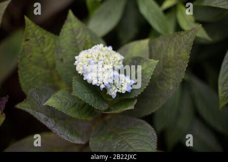 Französische Hydrantenblüten Stockfoto