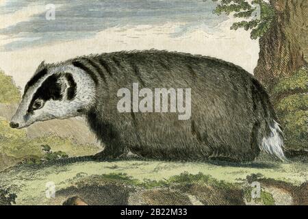 Badger oder le Blaireau. Detail aus einem Gravur, der in den 1700er Jahren für den französischen Naturforscher Georges-Louis Leclerc, Comte de Buffon (1707-1788), nach einer Zeichnung des französischen Wildtierkünstlers Jacques Henri E. de Sève (fl.1742-1788) erstellt wurde. Die Gravur erschien in Buffons einflussreichem naturgeschichtlichem Werk, dem 36-bändigen Werk „Histoire Naturelle, générale et particulière …“, das zwischen 1749 und 1788 veröffentlicht wurde. Diese später handkolorierte Illustration stammt aus der seltenen französischen Ausgabe der „Histoire“ aus dem Jahr 1780. Stockfoto