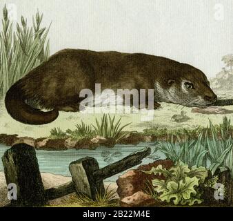 Otter Augen nächste Mahlzeit. Detail aus einem Gravur, der in den 1700er Jahren für den französischen Naturforscher Georges-Louis Leclerc, Comte de Buffon (1707-1788), nach einer Zeichnung des französischen Wildtierkünstlers Jacques Henri E. de Sève (fl.1742-1788) erstellt wurde. Die Gravur erschien in Buffons einflussreichem naturgeschichtlichem Werk, dem 36-bändigen Werk „Histoire Naturelle, générale et particulière …“, das zwischen 1749 und 1788 veröffentlicht wurde. Diese später handkolorierte Illustration stammt aus der seltenen französischen Ausgabe der „Histoire“ aus dem Jahr 1780. Stockfoto