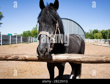 Schwarz-Weiß-Bild einer Schnauze eines schwarzen Pferdes nah beieinander. Stockfoto