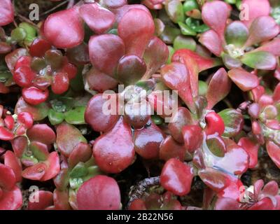 Sedum Tetractinum "Coral Reef" Chinesisches Sedum Stockfoto