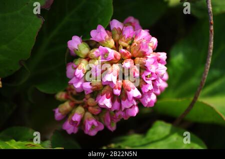 Blumen von Herzblättrigen Bergenien, Bergenia crassifolia. Grußkartendesign mit pinkfarbenen Blumen, 8. märz. Bild für Innendekor. Stockfoto