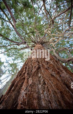 Ein Blick auf den Baldachin eines sehr hohen Baumes Stockfoto