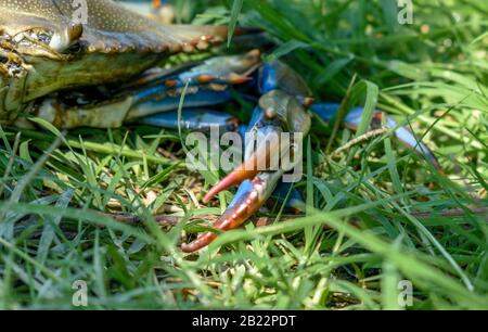 Blaue Krabbe ( Callinectes sapidus ) auf Gras Stockfoto