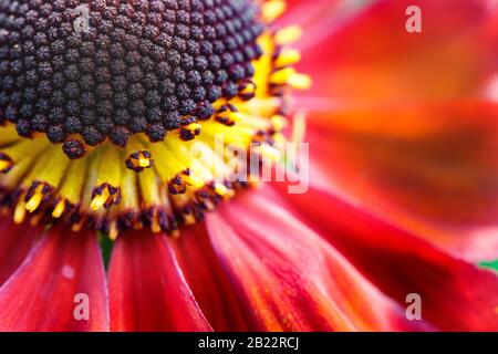 Gemeine sneezeweed-blume Stockfoto