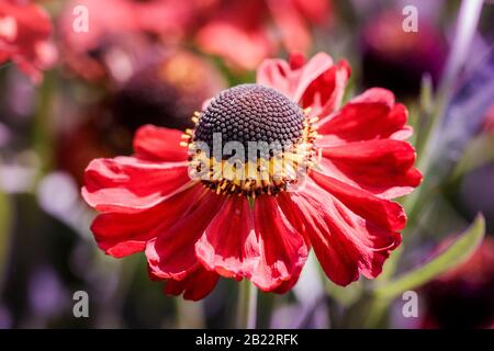 Gemeine sneezeweed-blume Stockfoto