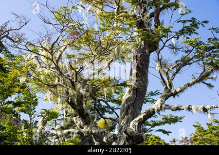 Flechten, die im Urwald von Beech und Pine zwischen Puerto Natales und Seno Obstruccion, Chile wachsen. Stockfoto