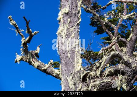 Flechten, die im Urwald von Beech und Pine zwischen Puerto Natales und Seno Obstruccion, Chile wachsen. Stockfoto