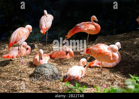 Eine Gruppe von chilenischen Flamingos in der späten Nachmittagssonne entspannend Stockfoto