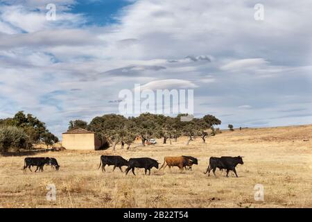 Dehesa Landschaft in Salamanca mit kämpfenden Bullen. Castilla y Leon, Spanien Stockfoto